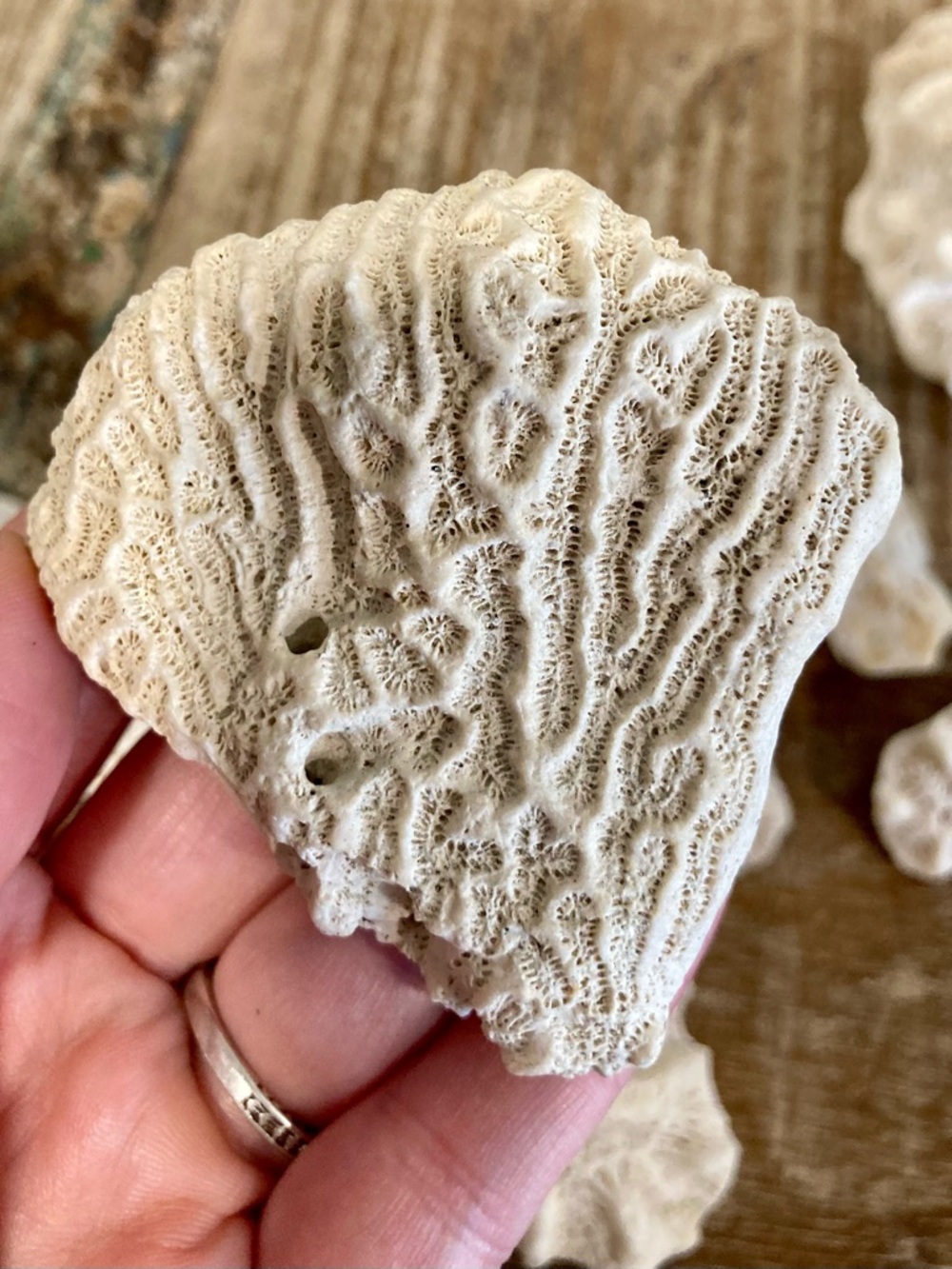 Fossilized Coral Collection 12 Pieces Instant Rock Collection - Picture 12 of 16